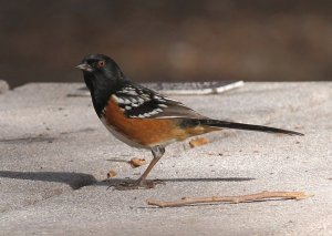 Picnic Table Towhee