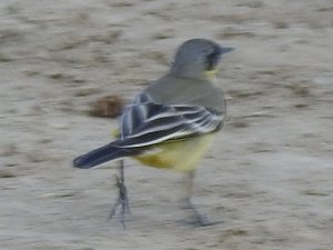 Western Yellow Wagtail