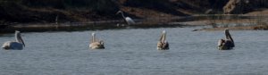 Dalmation Pelicans