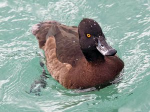 Tufted Duck