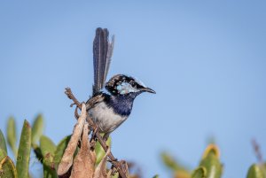 Superb Fairy-wren