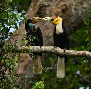 Wreathed Hornbills.