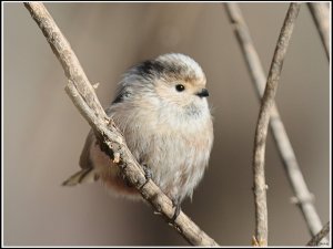 Silver-throated Tit