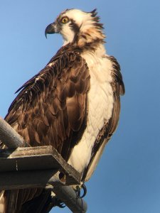 osprey.JPG