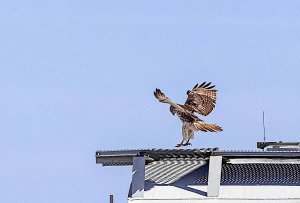 Eastern Red-tailed Hawk Juvenile