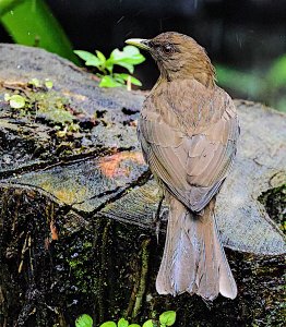 Clay-colored Thrush