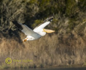 White Pelican