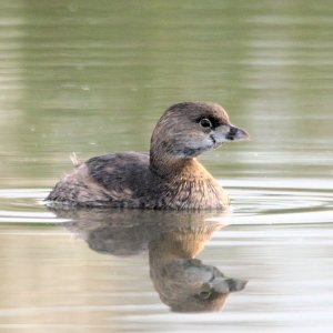 Pied-billed grebe