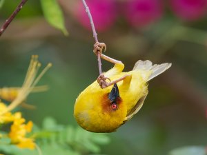 Ruppell's weaver