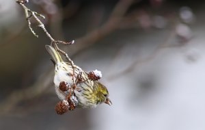 Eurasian siskin