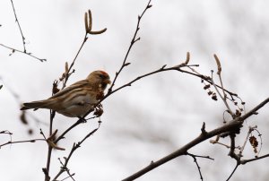 Redpoll