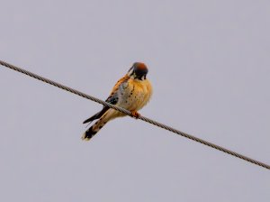 Kestrel in Missouri