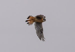 Kestrel flying