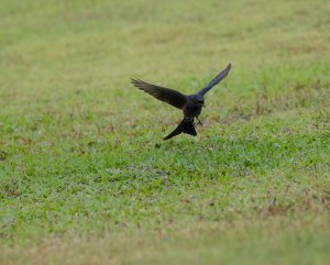 black drongo-2.jpg