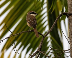 brown shrike-4.jpg