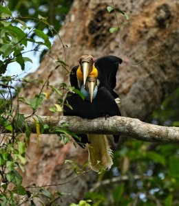 Wreathed Hornbills.