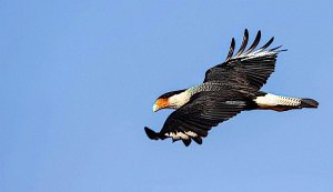 Crested Caracara