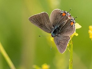 Gray Hairstreak