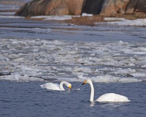 Whooper swan