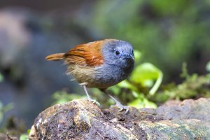 Grey-hooded Babbler