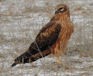 Pallid Harrier Female