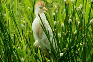 Cattle Egret