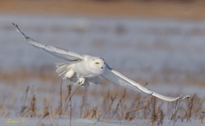 Snowy owl 雪鴞