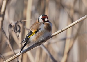 European Goldfinch