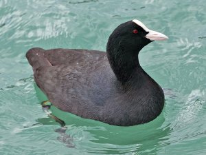 Common Coot