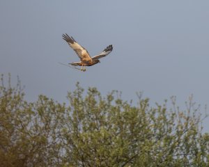 Female Marsh Harrier gathering nesting material