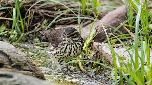 Northern Waterthrush