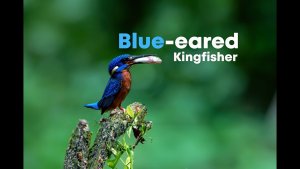 Blue-eared Kingfisher (male)