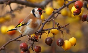 Messy eater.....Goldfinch