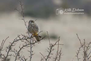 Kestrel