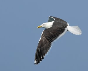 Kelp Gull