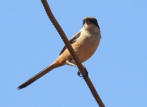 Long-tailed Shrike