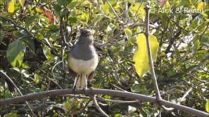 Oriental Magpie Robin : female singing : Amazing Wildlife of India by Renu Tewari and Alok Tewari