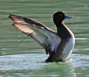 Tufted Duck