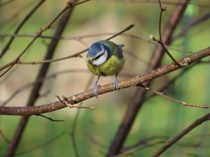 Tit (herrerillo común) (Cyanistes caeruleus)