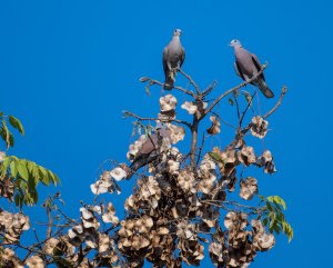 red collared dove sing song.jpg