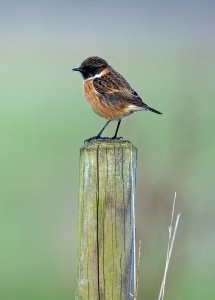 European Stonechat.