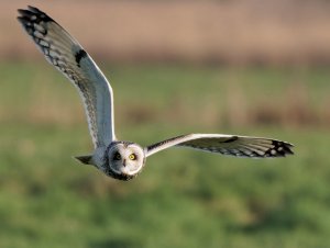 Short-eared Owl