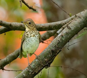 Swainson's Thrush