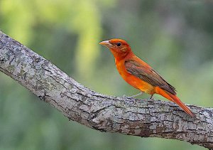 Summer Tanager