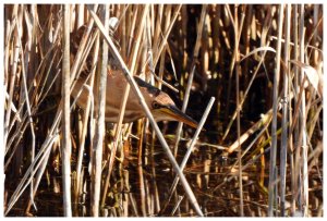 Bittern DSCN1042.jpg