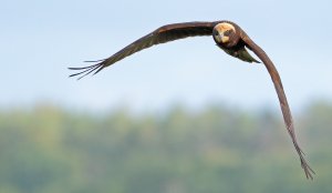 Marsh harrier