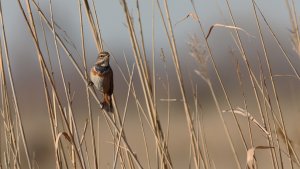 bluethroat