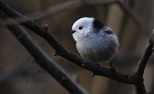 Long-tailed tit (cc)