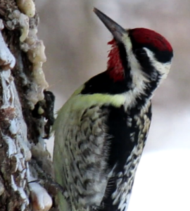 Sapsucker Tending to Sapwells on a Fir Tree