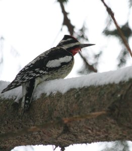 Yellow Bellied Sapsucker in spruce tree